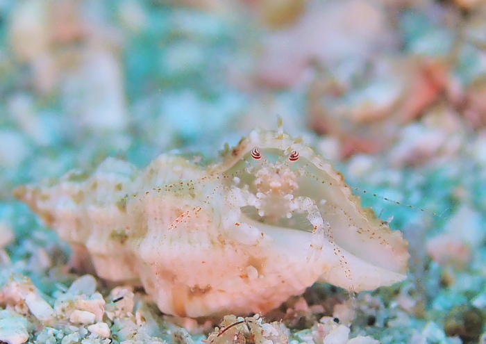 ネジレヤドカリ属の一種