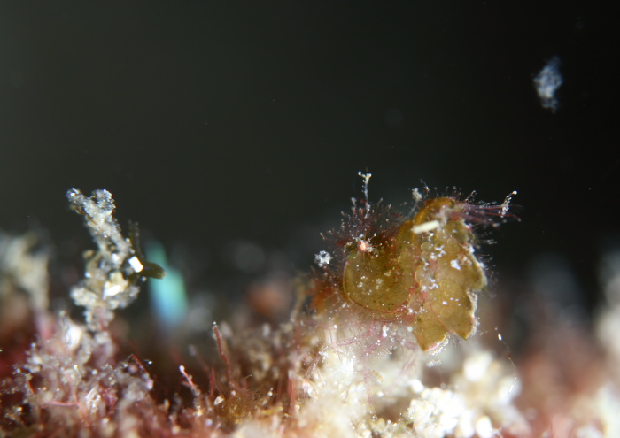 フィコカリスシムランス