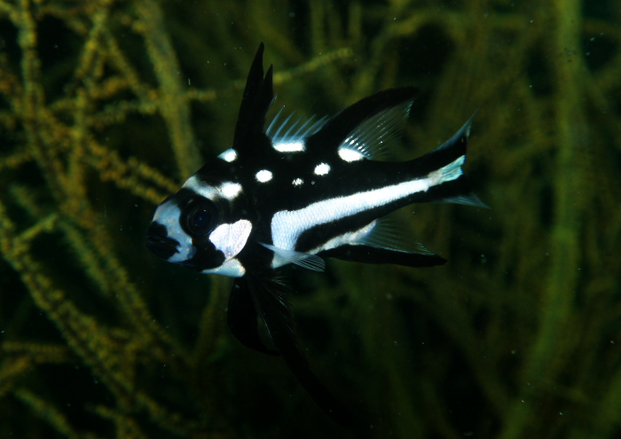 ホホスジタルミ