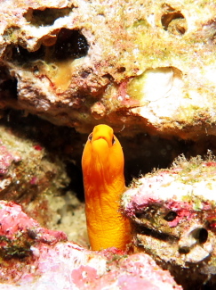 ゴールデンイールモレイ