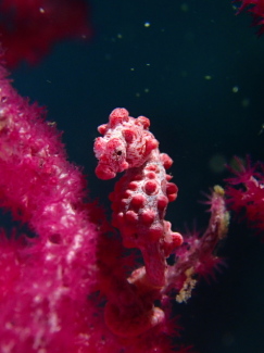 ピグミーシーホース