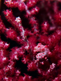 ピグミーシーホース