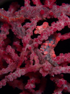 ピグミーシーホース