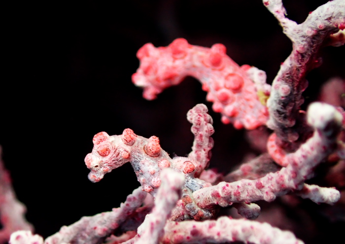 ピグミーシーホース