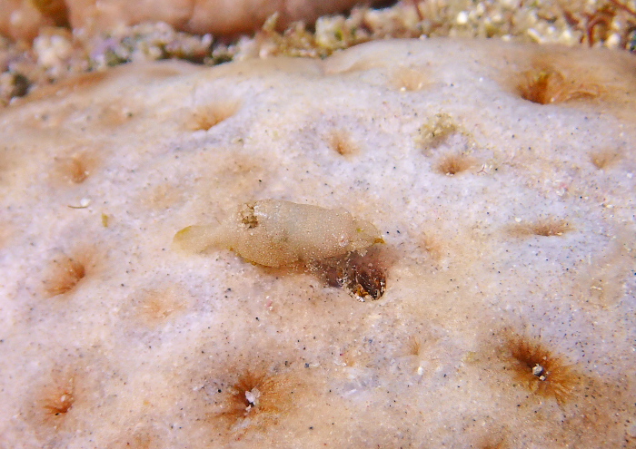 カクレモエビ属の一種2