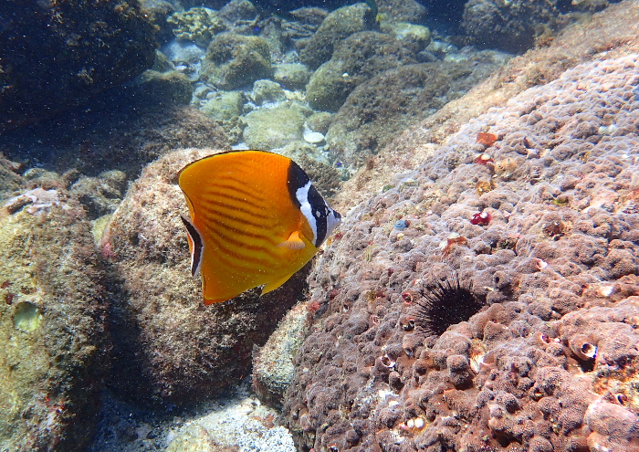 ツキチョウチョウウオ