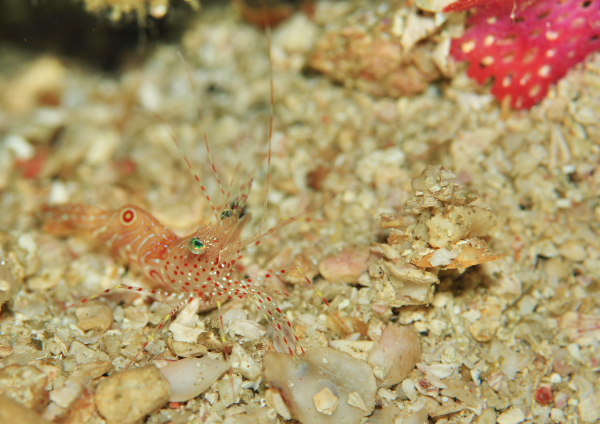 ジンケンエビ属の一種