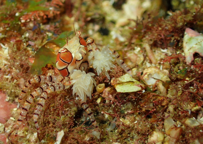 キンチャクガニ