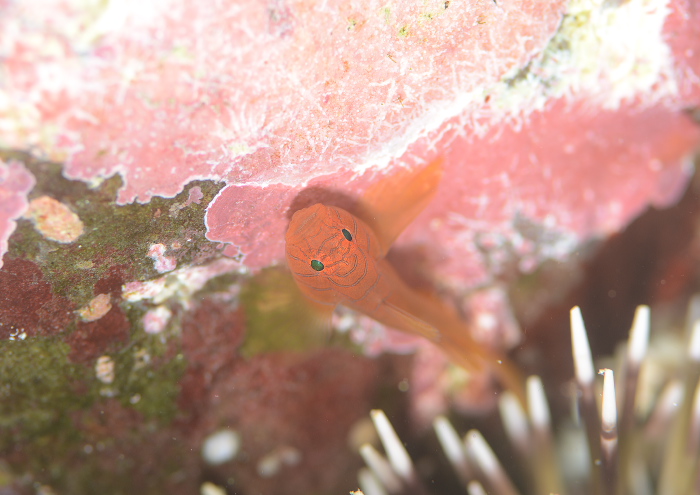 イレズミハゼ属の一種