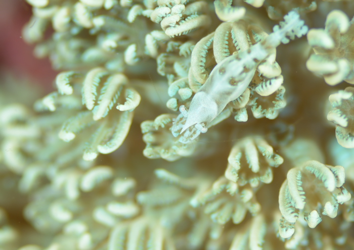 アザミカクレモエビ