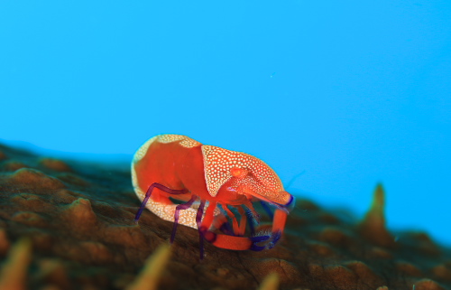 ウミウシカクレエビ
