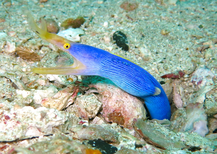 ハナヒゲウツボ