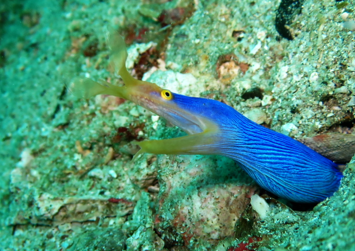 ハナヒゲウツボ