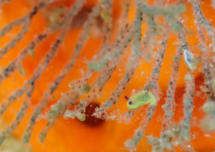 コミドリリュウグウウミウシ