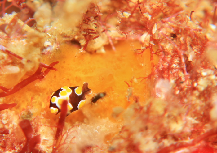 トンプソンアワツブガイ