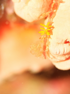 イボヤギミノウミウシ