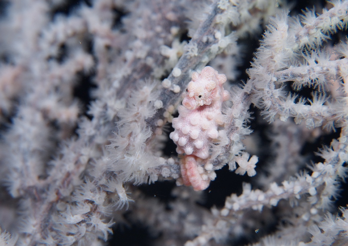 ピグミーシーホース