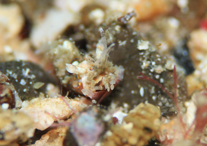 サガミツノメエビ