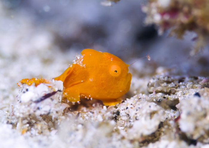 イロカエルアンコウ