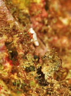 ジャパニーズピグミーシーホース