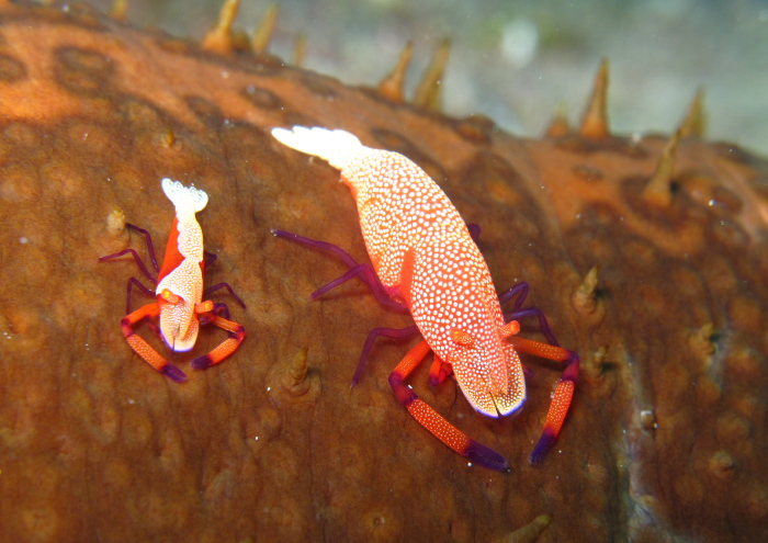 ウミウシカクレエビ