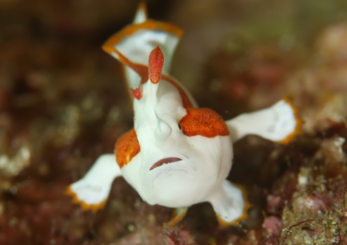 クマドリカエルアンコウ