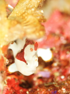 クマドリカエルアンコウ