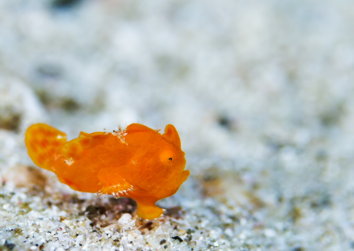 イロカエルアンコウ