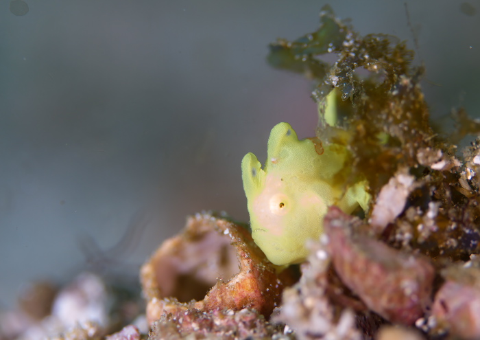 イロカエルアンコウ