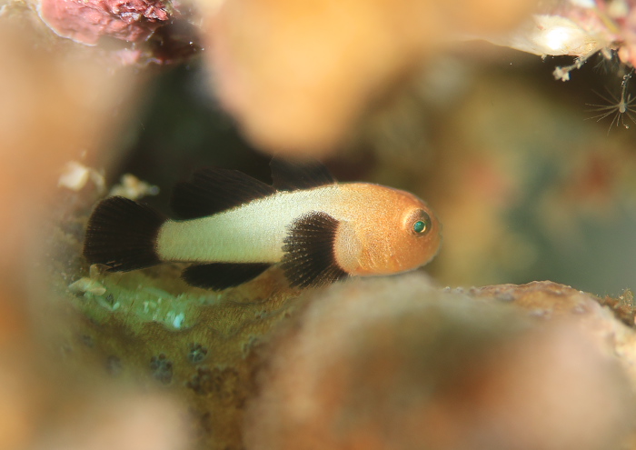 パンダダルマハゼ