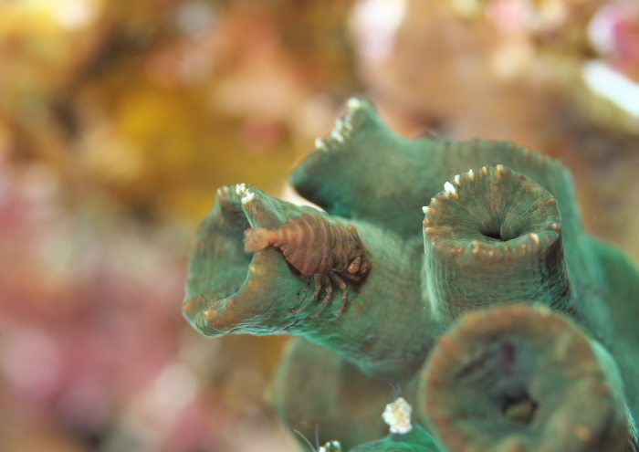 ポントニデス・マルディブエンシス