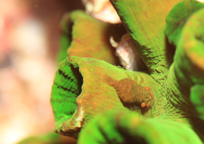 ポントニデス・マルディブエンシス