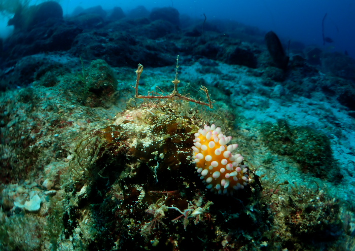イガグリウミウシ