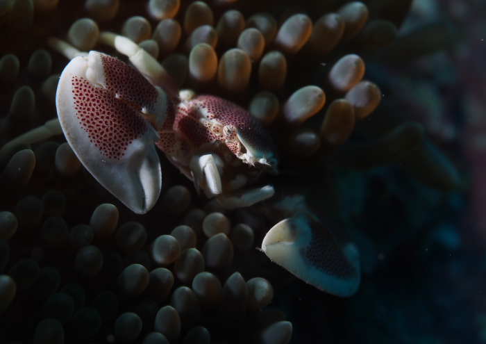 コホシカニダマシ