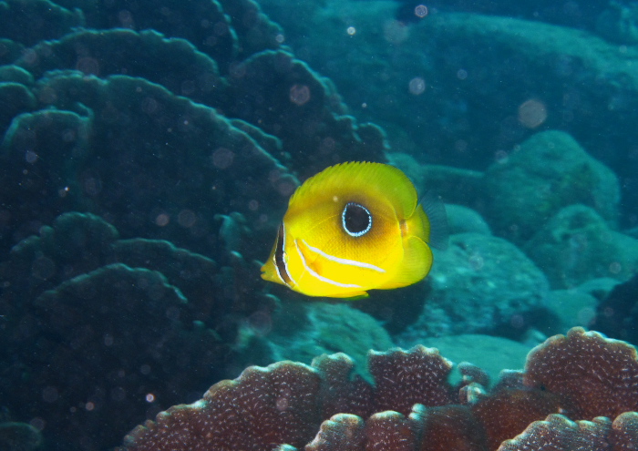 ウミヅキチョウチョウウオ