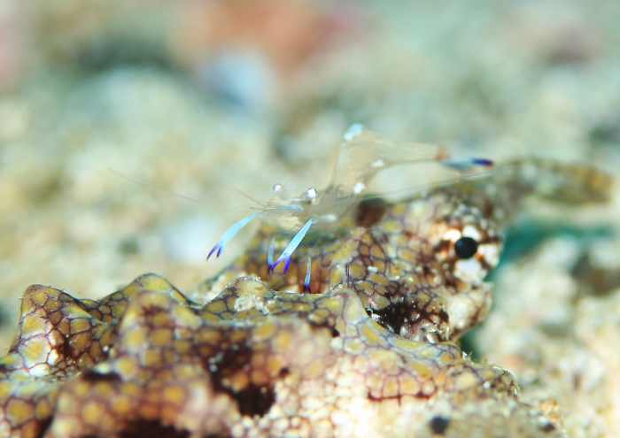 オドリカクレエビ