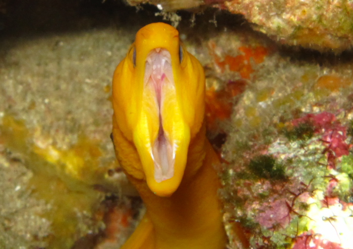 ゴールデンイールモレイ