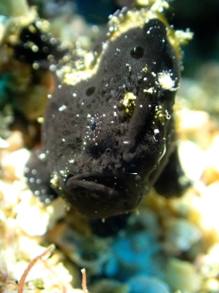 オオモンカエルアンコウ