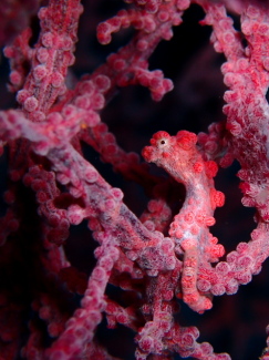 ピグミーシーホース