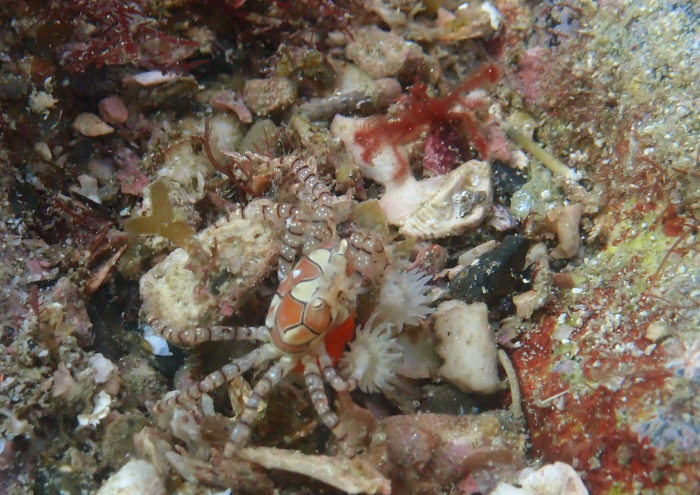 キンチャクガニ