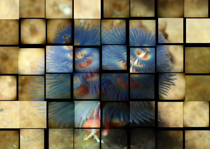 イバラカンザシ