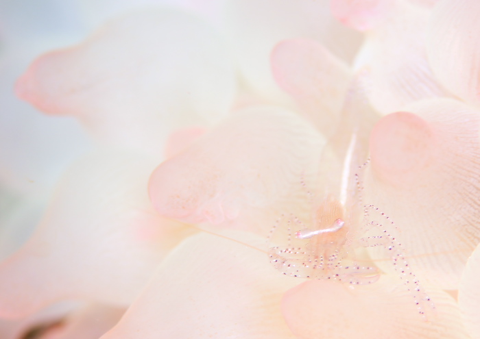 カザリイソギンチャクエビ