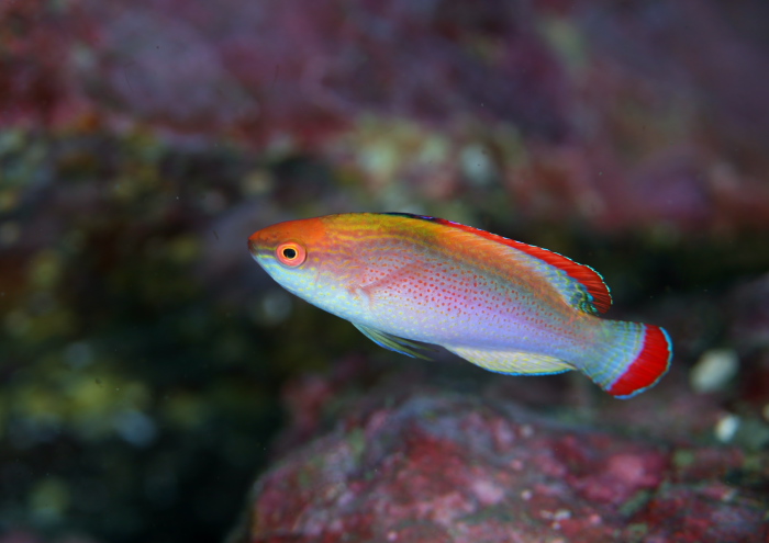 ベニヒレイトヒキベラ