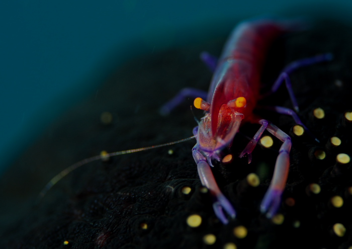 ウミウシカクレエビ