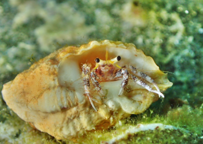 オイランヤドカリ