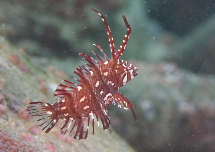 オビテンスモドキ