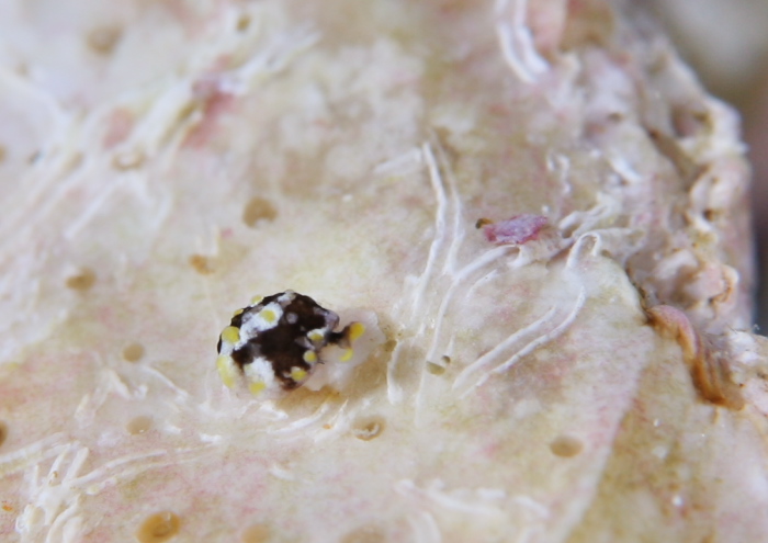 トンプソンアワツブガイSP