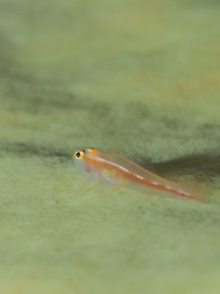 セボシウミタケハゼ