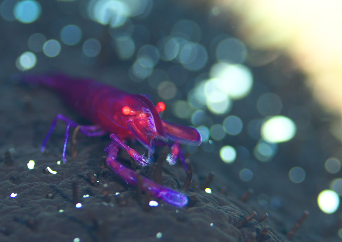 ウミウシカクレエビ