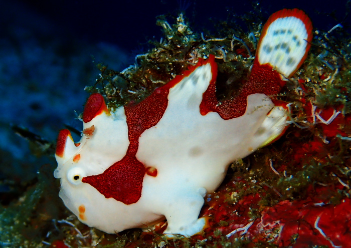 クマドリカエルアンコウ